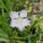 Œillet de Montpellier