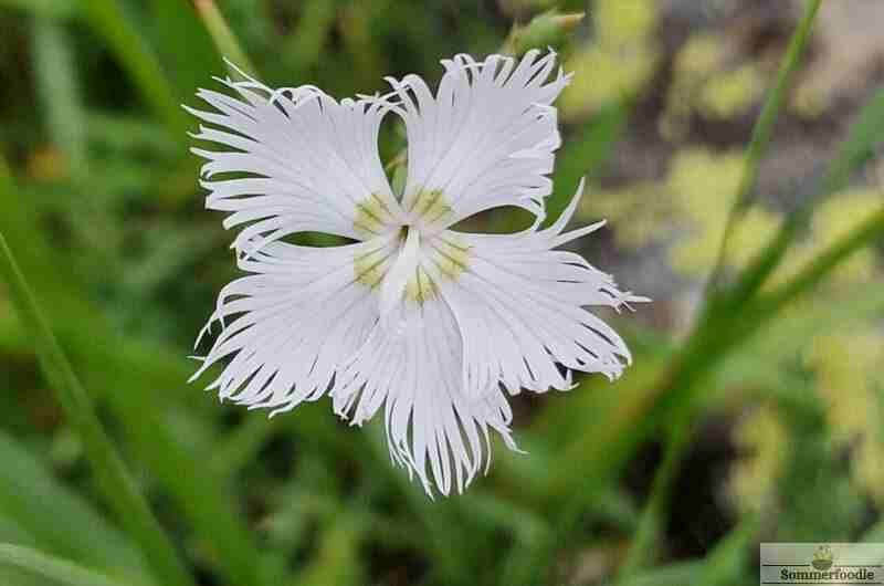 Œillet de Montpellier