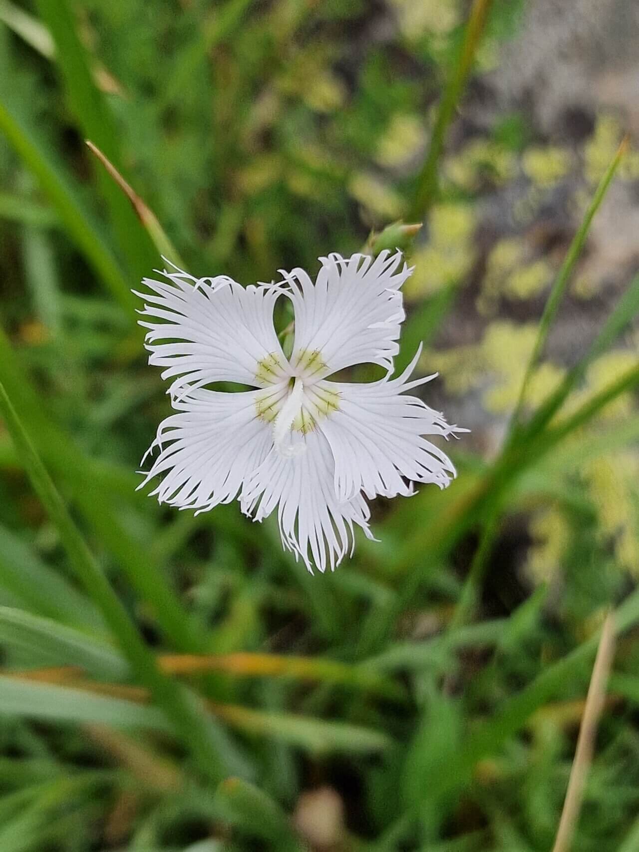 Œillet de Montpellier