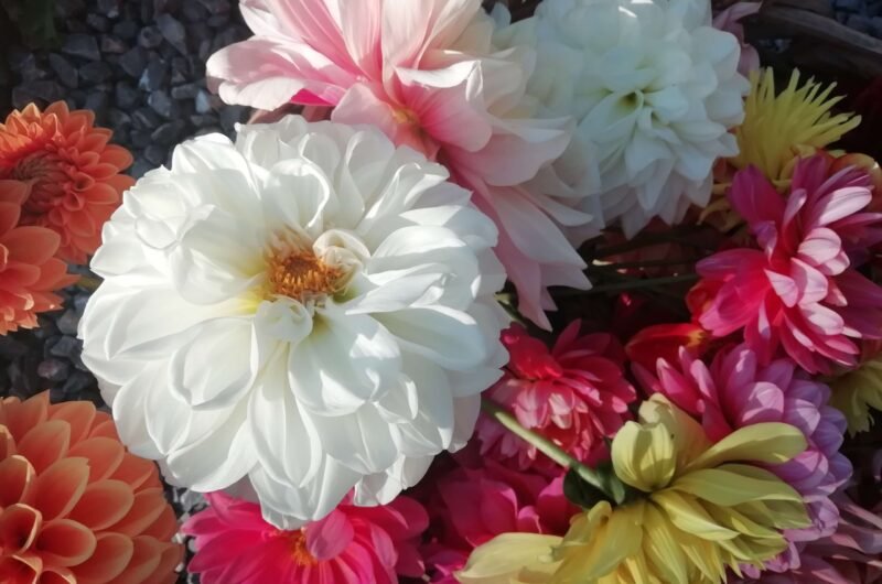 Simon's dahlia variety