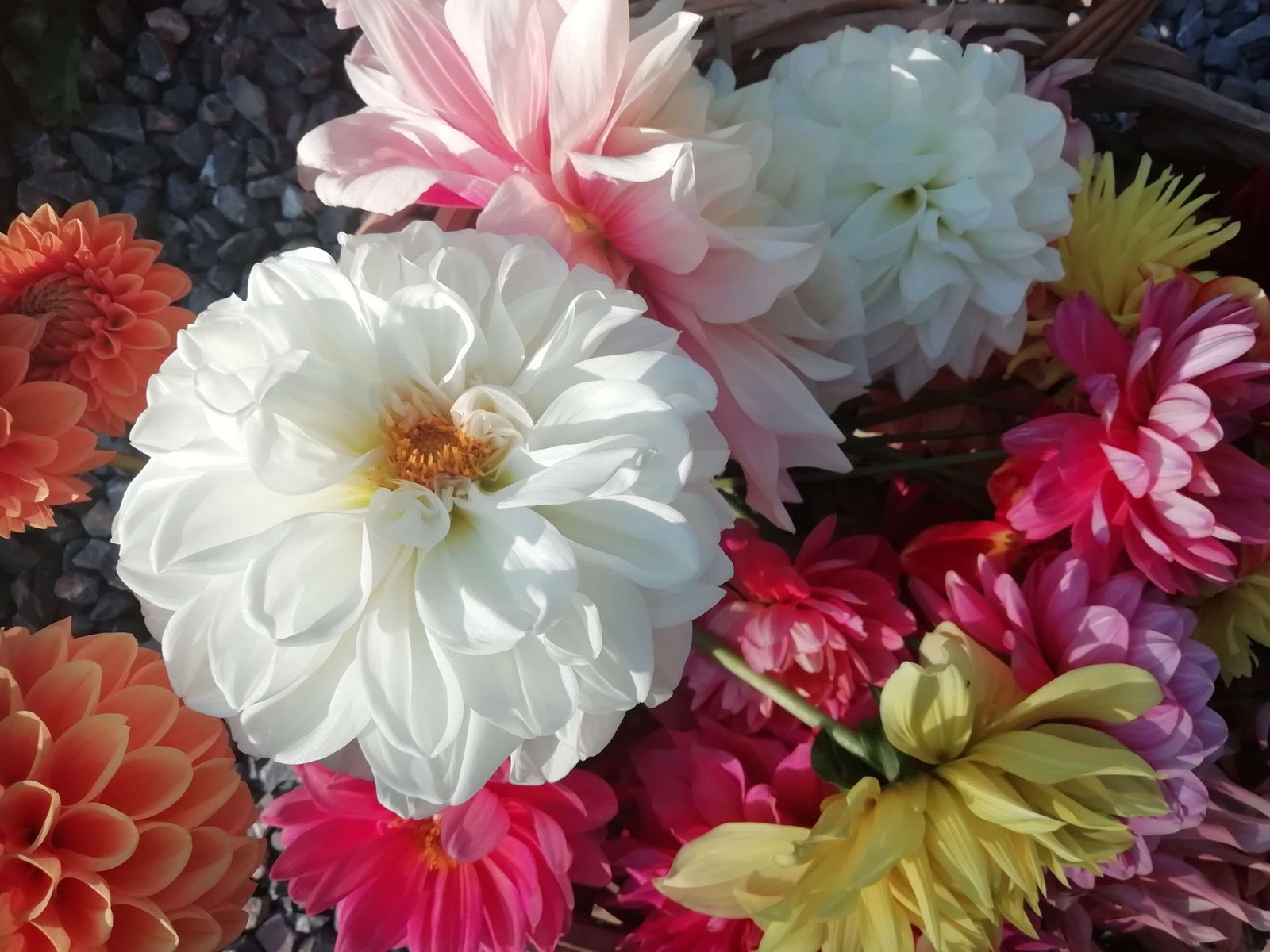 Simon's dahlia variety