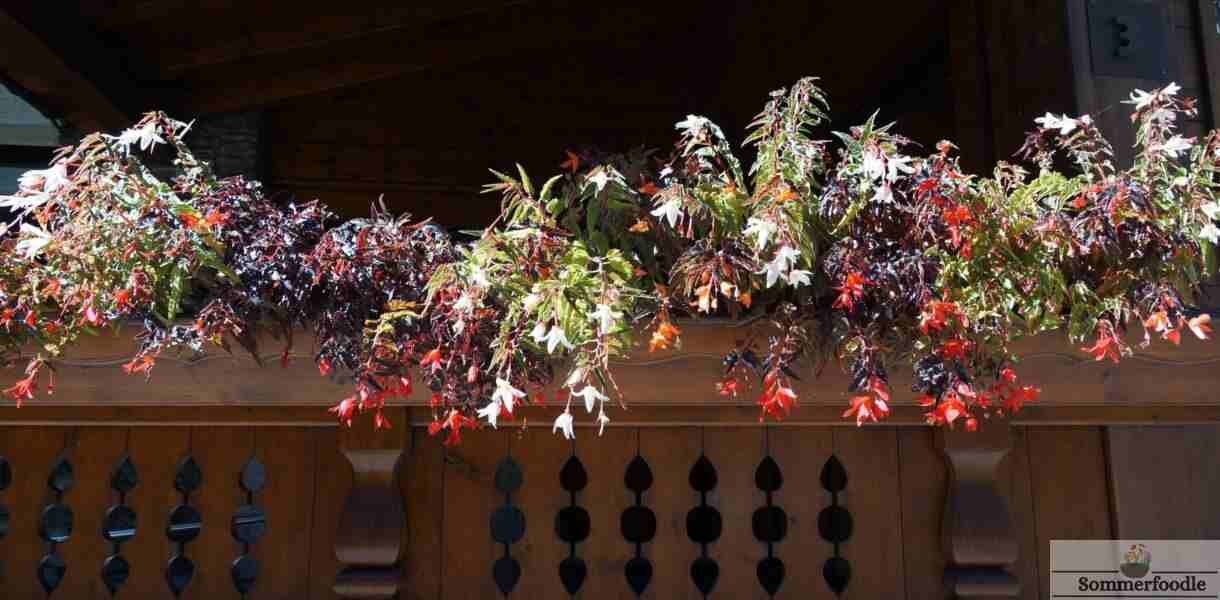 Photos pour AndoraFlora 2026