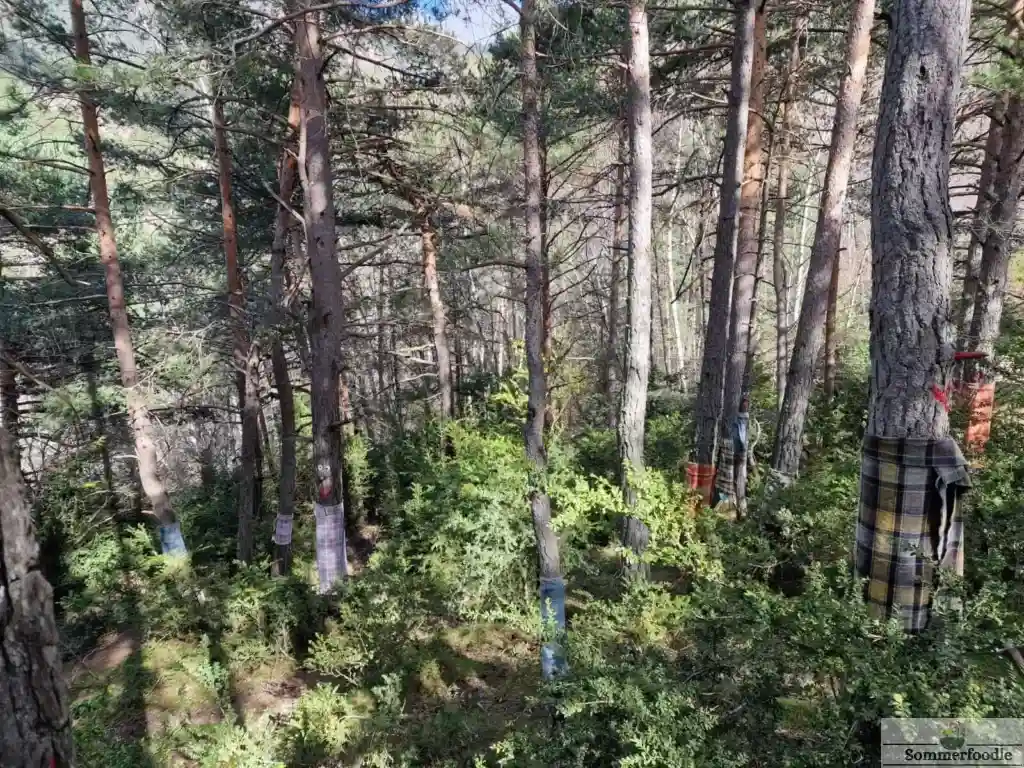 Forêt Bosc de Viu Ordino.