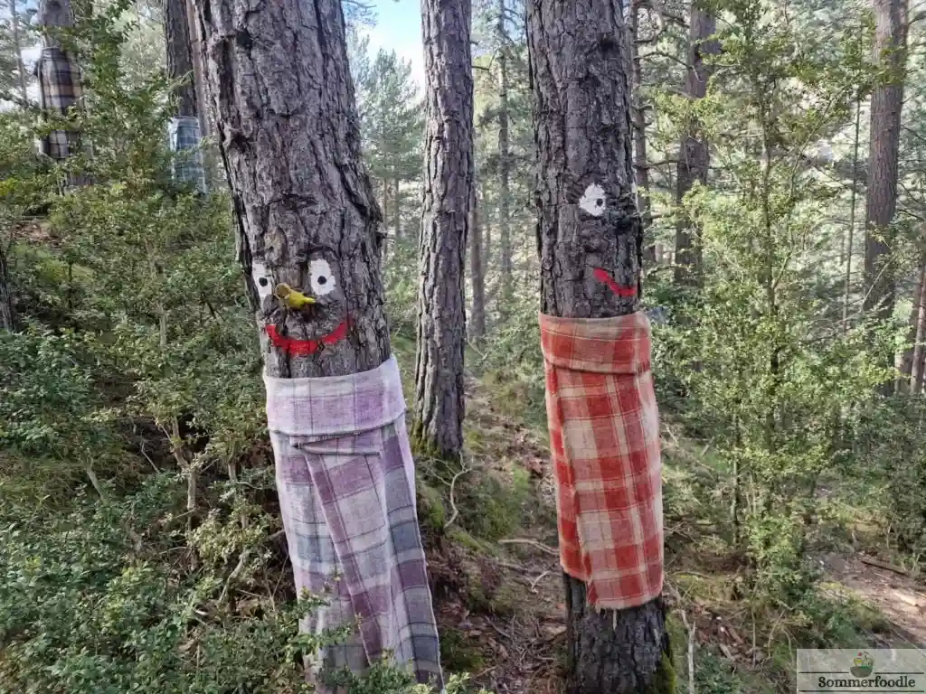 Forêt Bosc de Viu Ordino.