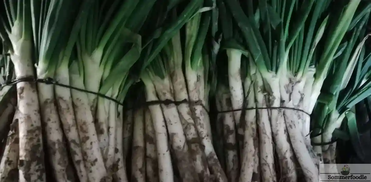 Calçots