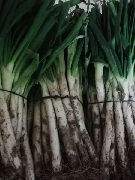 Calçots