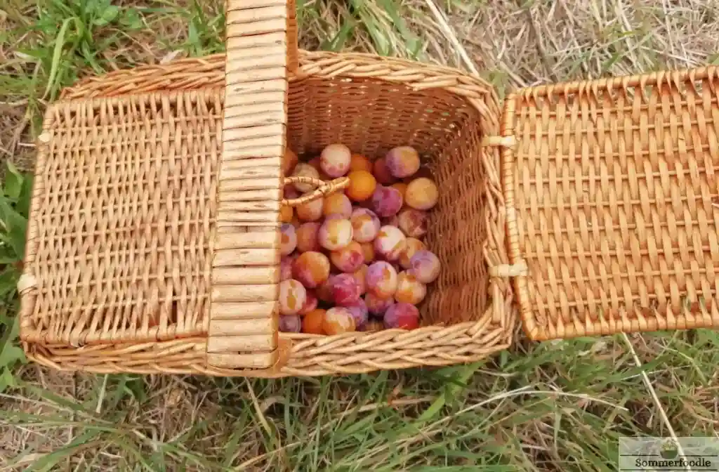 Panier de mirabelles