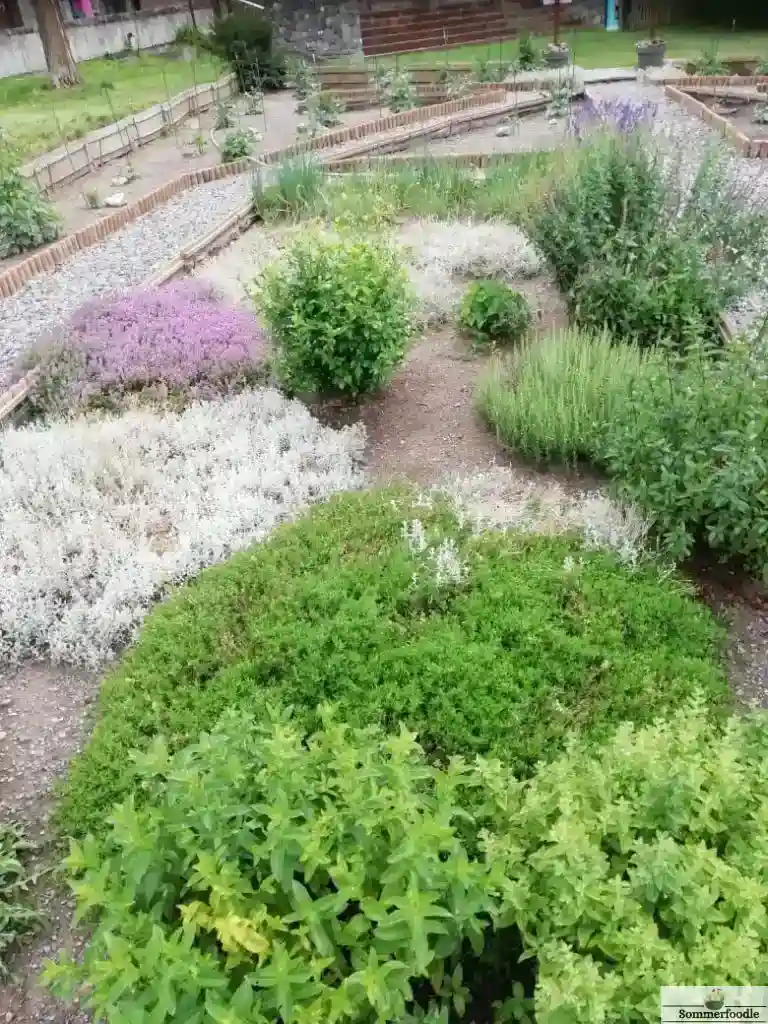Simon Dahlia garden