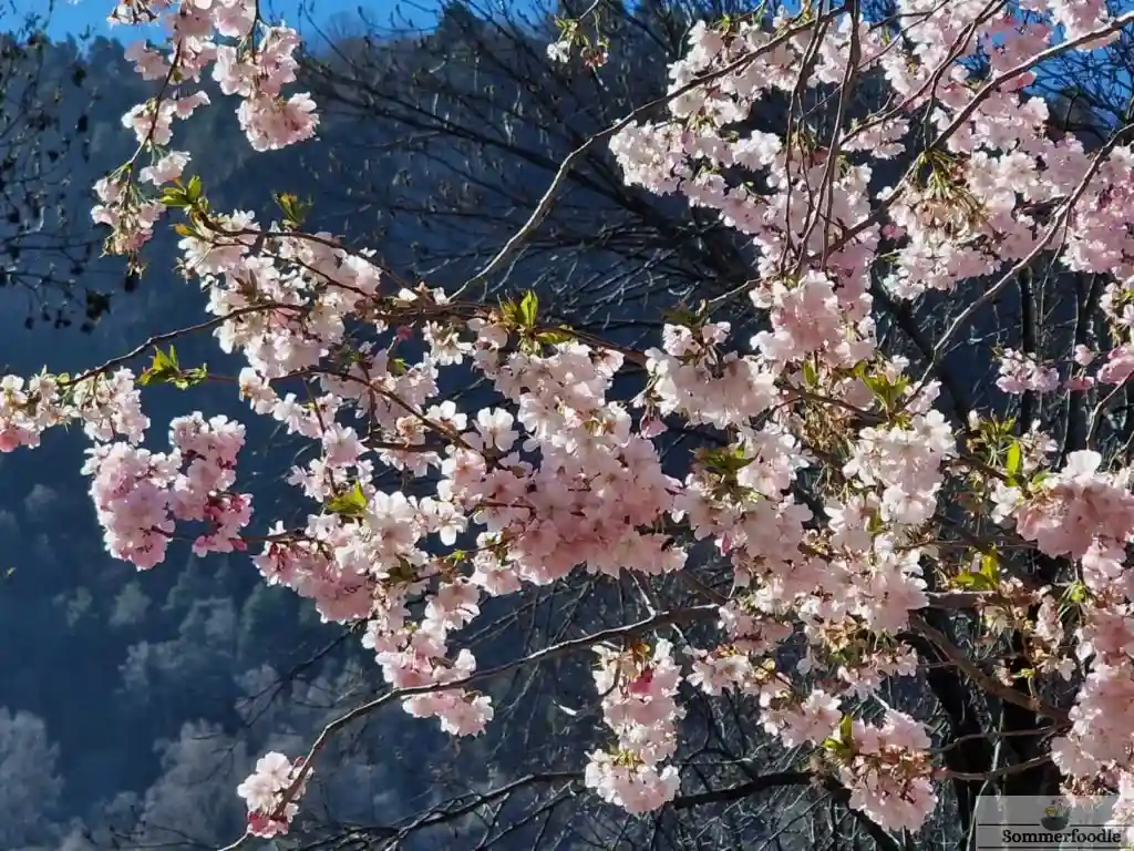 cerisiers en fleurs à Andorre la Vieille