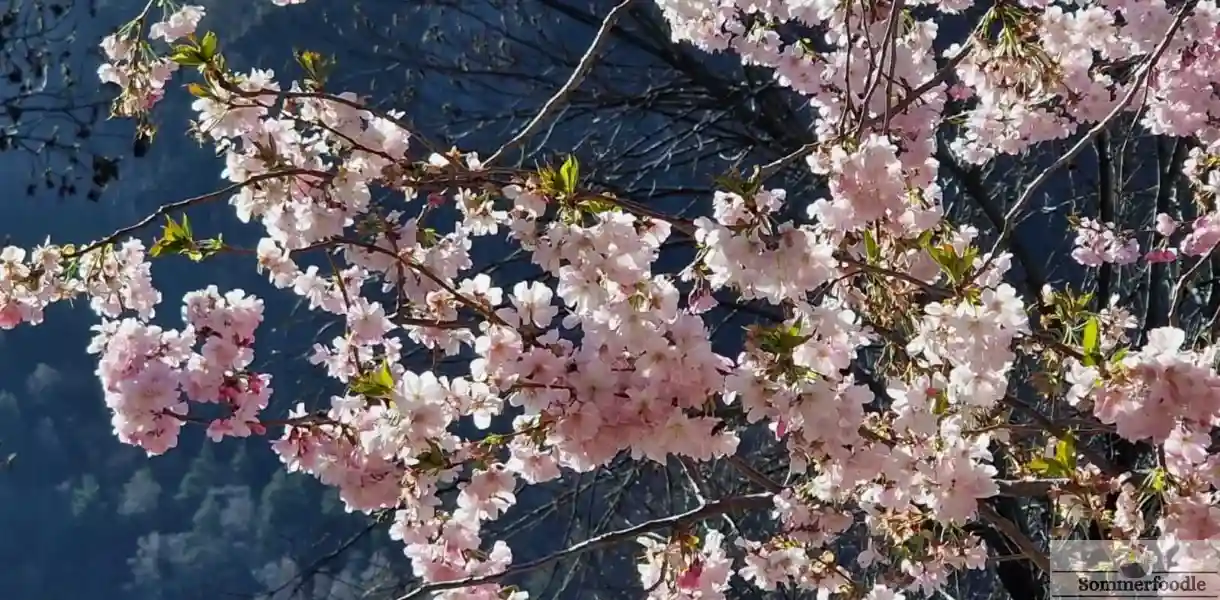 cerisiers en fleurs à Andorre la Vieille