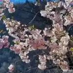 cerisiers en fleurs à Andorre la Vieille