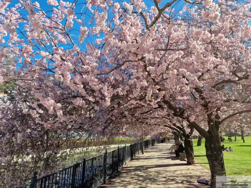 cerisiers en fleurs à Andorre la Vieille