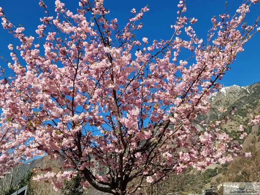 cerisiers en fleurs à Andorre la Vieille