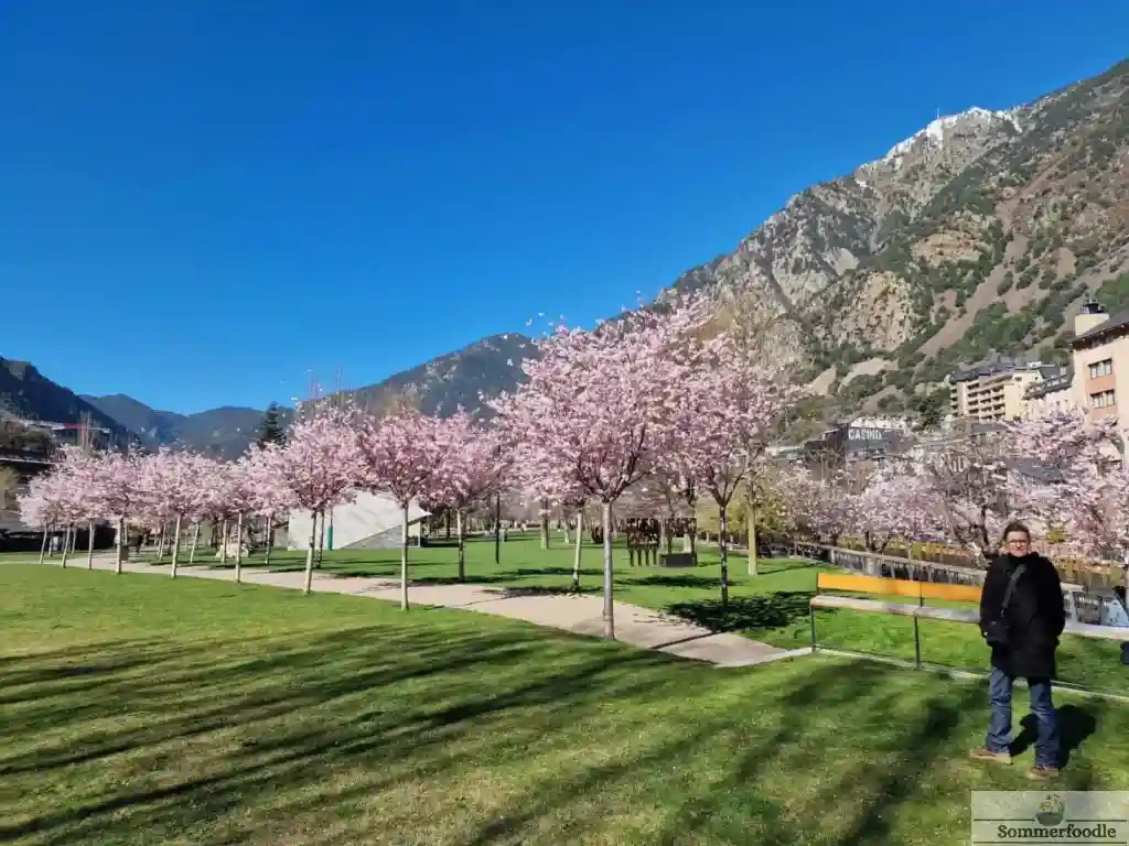 cerisiers en fleurs à Andorre la Vieille