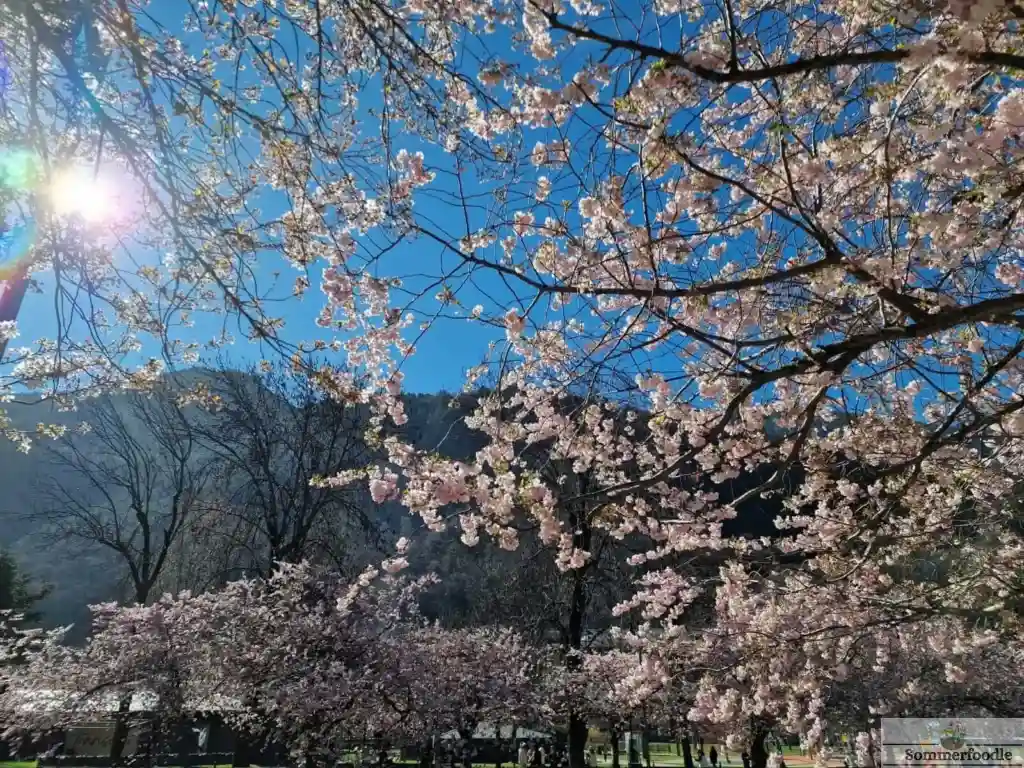 cerisiers en fleurs à Andorre la Vieille