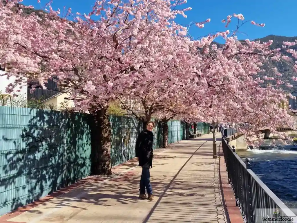 cerisiers en fleurs à Andorre la Vieille