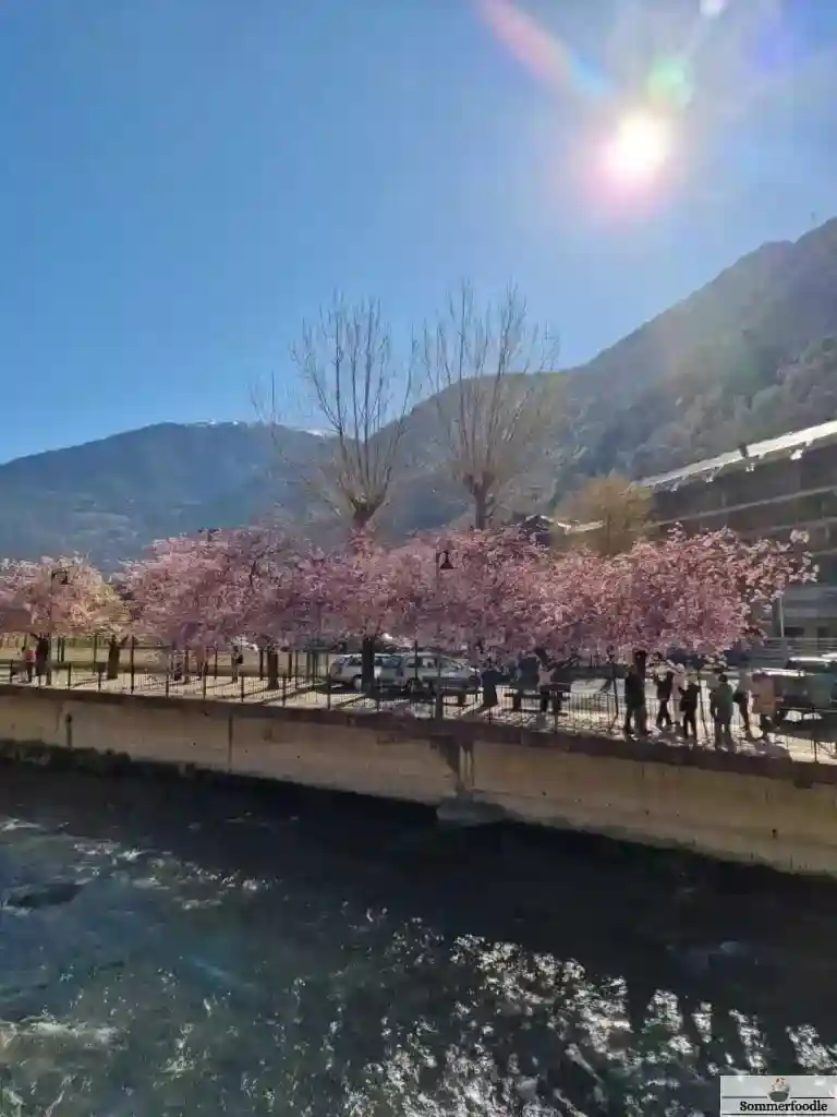 cerisiers en fleurs à Andorre la Vieille