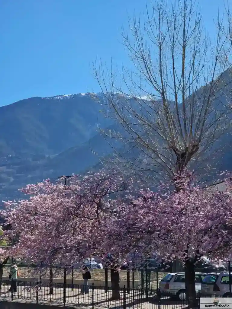 cerisiers en fleurs à Andorre la Vieille
