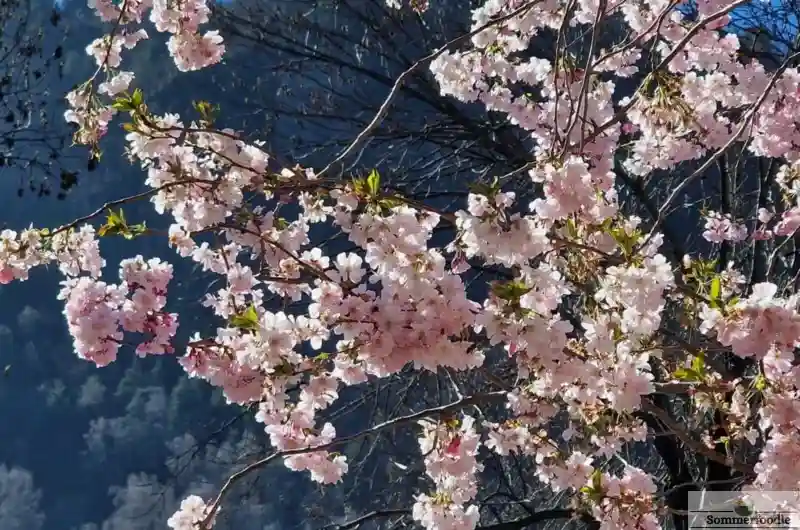cerisiers en fleurs à Andorre la Vieille