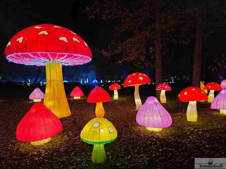 Champignons en lanterne chinoise