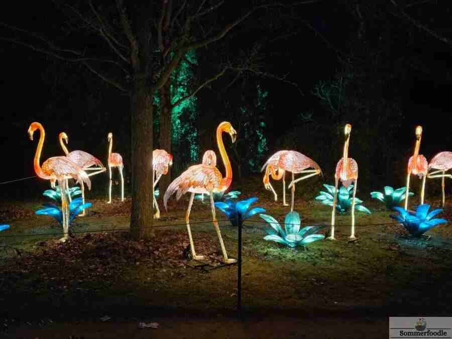 Flamants roses en lanterne chinoise