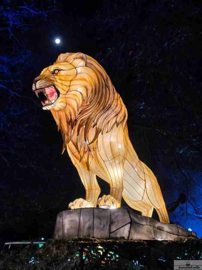 Lion en lanterne chinoise