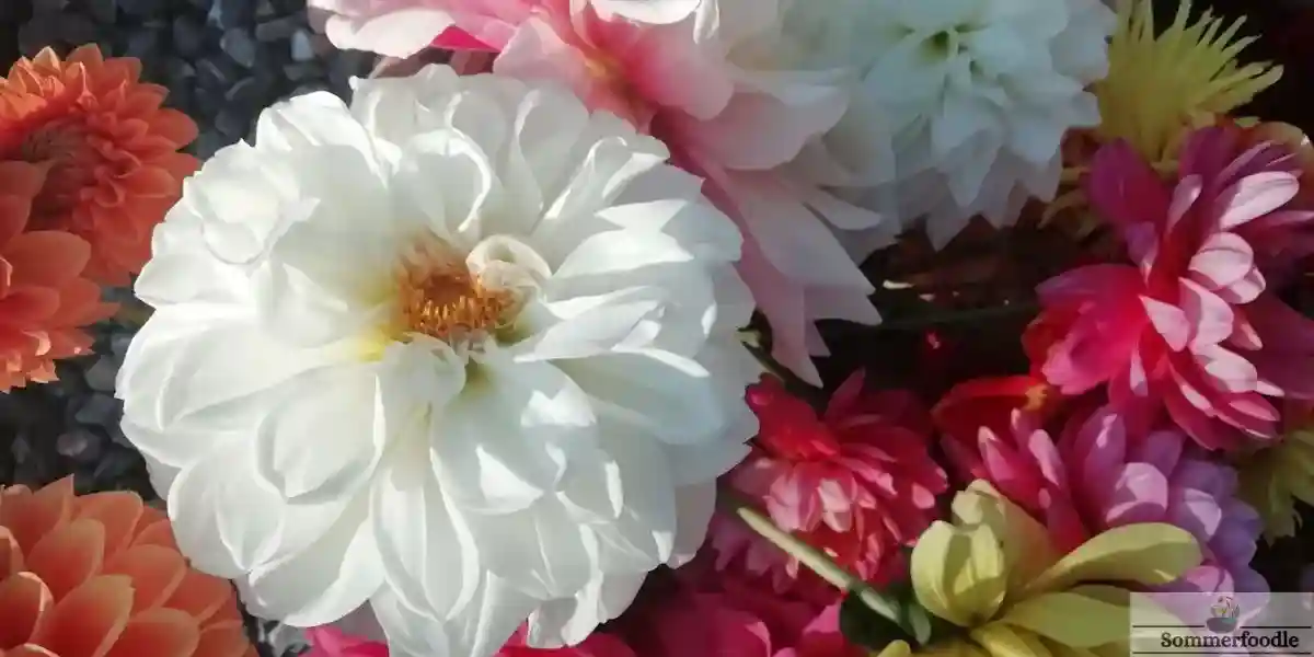 Bouquet de Dahlias multicolores