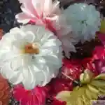 Bouquet de Dahlias multicolores