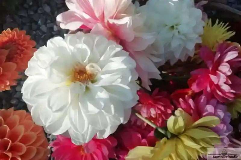Bouquet de Dahlias multicolores