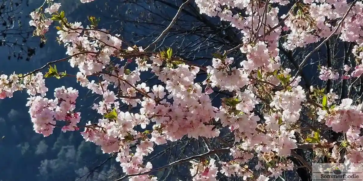 Cerisiers en fleurs à Andorre la Vieille printemps 2025