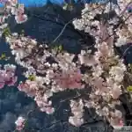 Cerisiers en fleurs à Andorre la Vieille printemps 2025