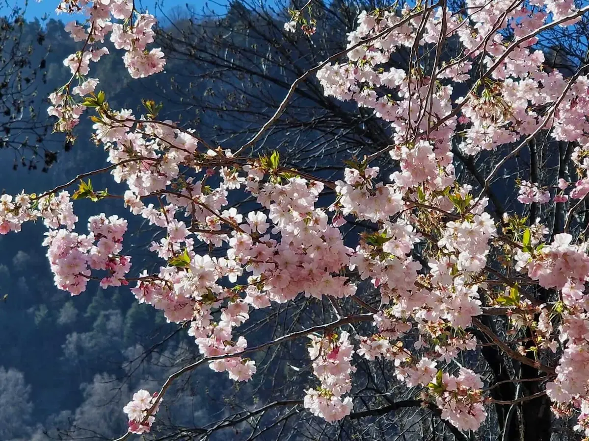 Cerisiers en fleurs à Andorre la Vieille printemps 2025