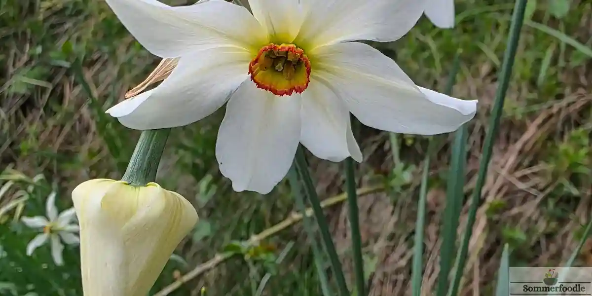Grandalla, fleur emblématique d'Andorre