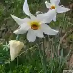 Grandalla, fleur emblématique d'Andorre