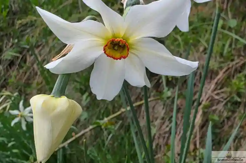 Grandalla, fleur emblématique d'Andorre