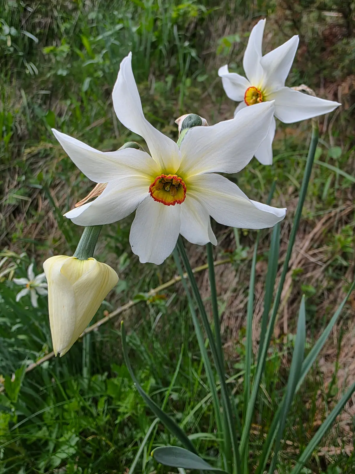 Grandalla, fleur emblématique d'Andorre