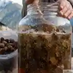 Nectum, sirop de cônes de sapin